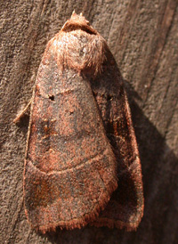 Pale-banded Dart